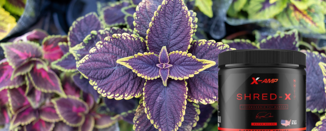 Coleus Forskohlii Extract Nedir?